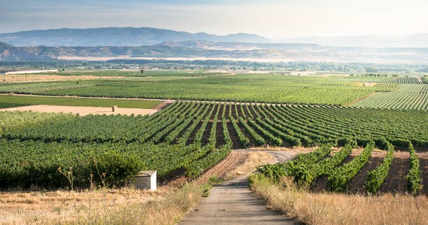 7 Bulgarian must-try before you die wines from local grape varieties